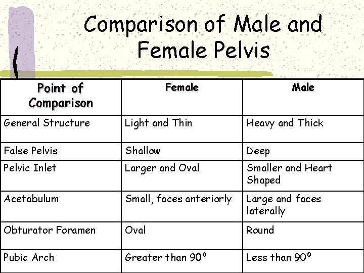 Comparison of Male and Female Pelvis Point of Comparison Female Male General Structure Light