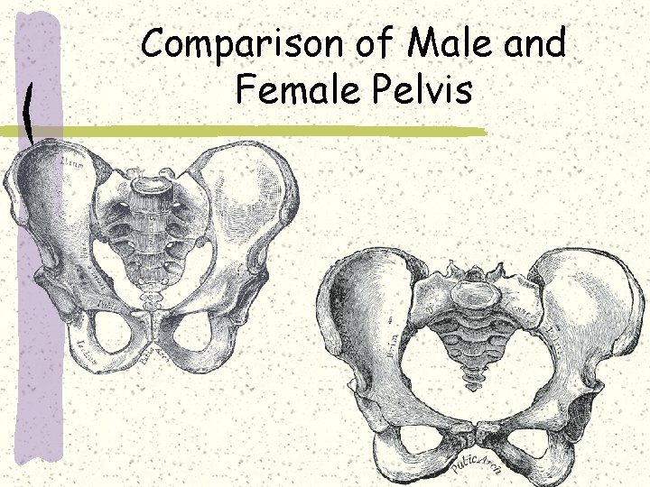Comparison of Male and Female Pelvis 