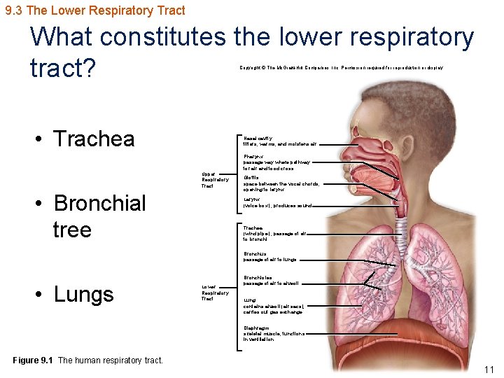 9. 3 The Lower Respiratory Tract What constitutes the lower respiratory tract? Copyright ©