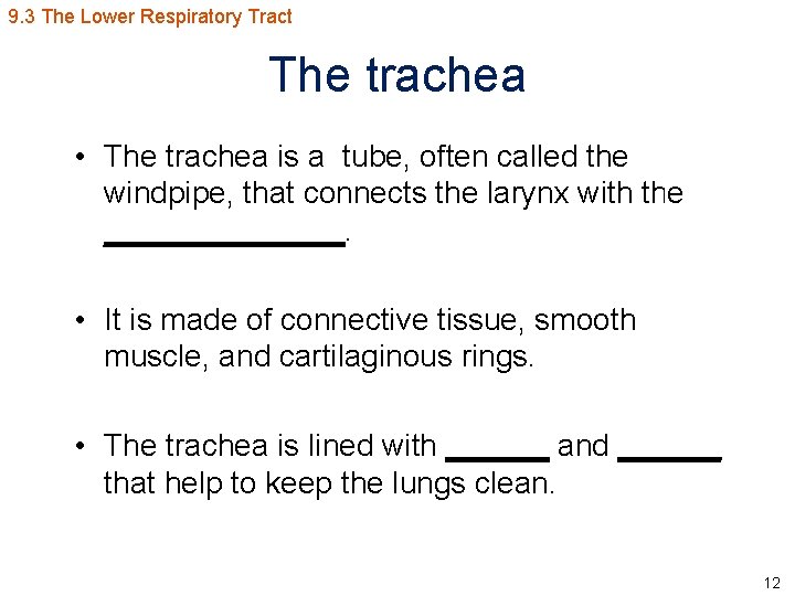 9. 3 The Lower Respiratory Tract The trachea • The trachea is a tube,