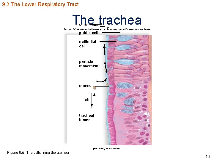 9. 3 The Lower Respiratory Tract The trachea cilia Copyright © The Mc. Graw-Hill