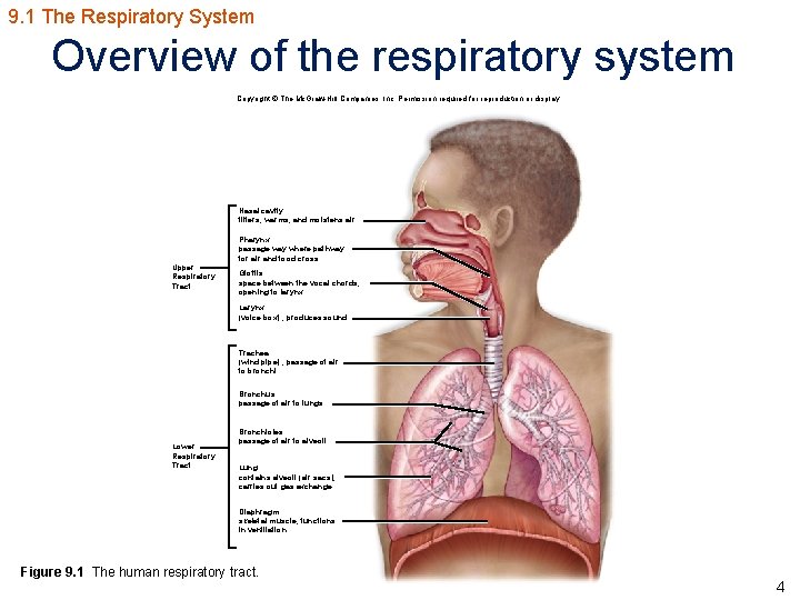 9. 1 The Respiratory System Overview of the respiratory system Copyright © The Mc.