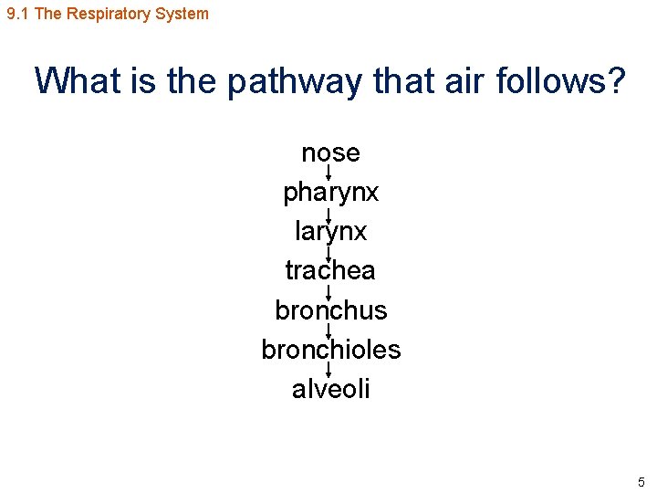 9. 1 The Respiratory System What is the pathway that air follows? nose pharynx