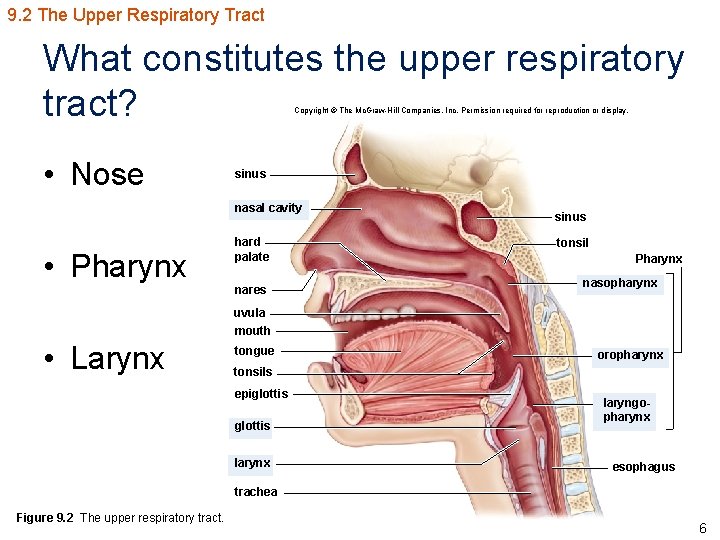 9. 2 The Upper Respiratory Tract What constitutes the upper respiratory tract? Copyright ©