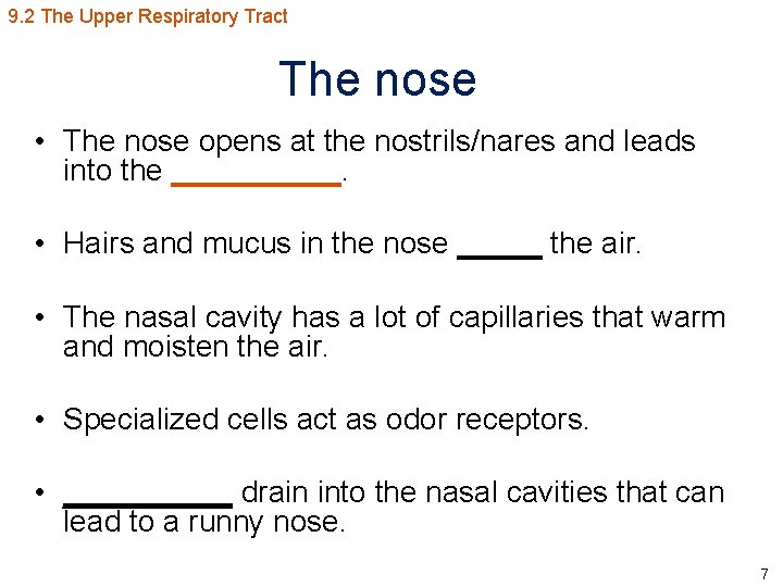 9. 2 The Upper Respiratory Tract The nose • The nose opens at the