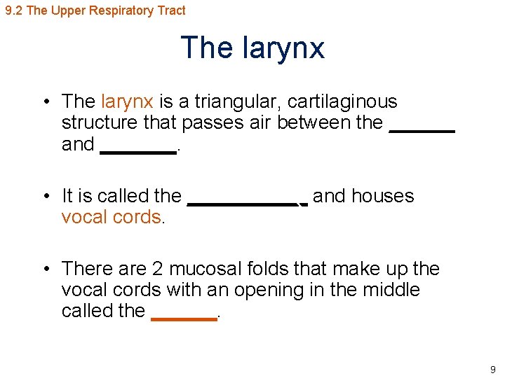 9. 2 The Upper Respiratory Tract The larynx • The larynx is a triangular,