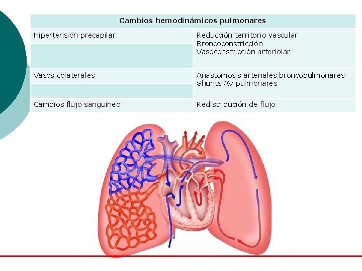 Cambios hemodinámicos pulmonares Hipertensión precapilar Reducción territorio vascular Broncoconstricción Vasoconstricción arteriolar Vasos colaterales Anastomosis