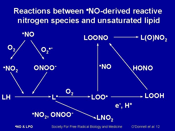 Reactions between NO-derived reactive nitrogen species and unsaturated lipid NO O 2 NO L(O)NO