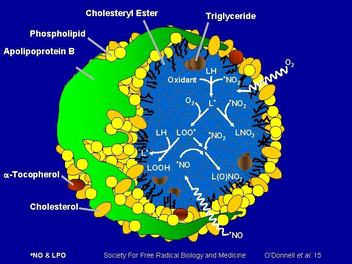 Cholesteryl Ester Triglyceride Phospholipid Apolipoprotein B LH Oxidant O 2 LH LOO • O