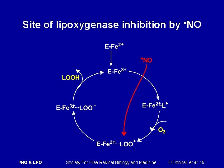 Site of lipoxygenase inhibition by NO & LPO Society For Free Radical Biology and