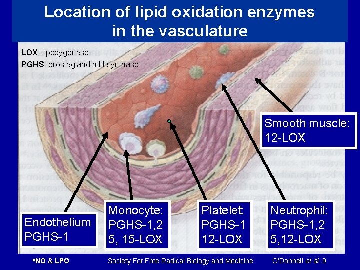 Location of lipid oxidation enzymes in the vasculature LOX: lipoxygenase PGHS: prostaglandin H synthase