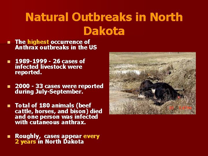 Natural Outbreaks in North Dakota n The highest occurrence of Anthrax outbreaks in the