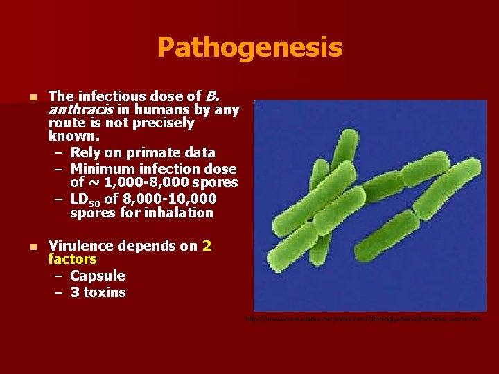 Pathogenesis n The infectious dose of B. anthracis in humans by any route is