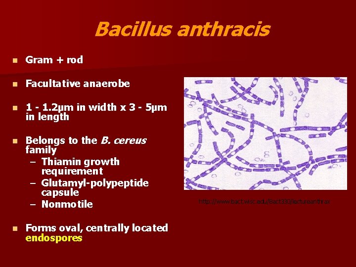 Bacillus anthracis n Gram + rod n Facultative anaerobe n 1 - 1. 2µm