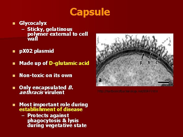 Capsule n Glycocalyx – Sticky, gelatinous polymer external to cell wall n p. X