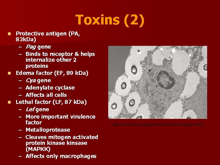 Toxins (2) Protective antigen (PA, 83 k. Da) – Pag gene – Binds to