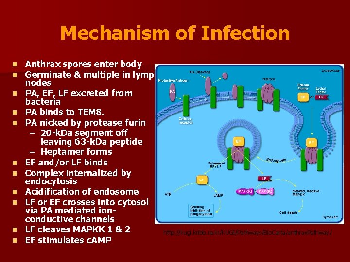 Mechanism of Infection n n Anthrax spores enter body Germinate & multiple in lymph