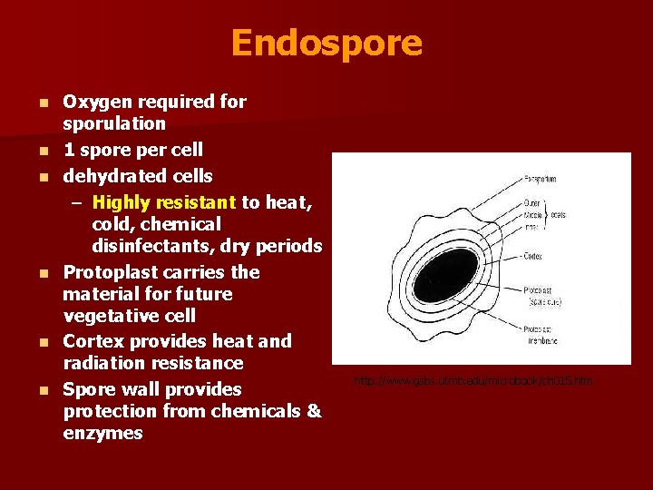 Endospore n n n Oxygen required for sporulation 1 spore per cell dehydrated cells