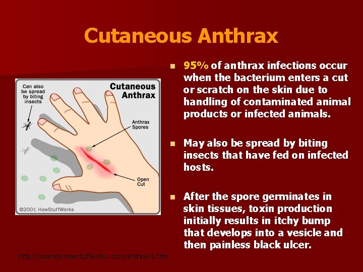 Cutaneous Anthrax http: //science. howstuffworks. com/anthrax 1. htm n 95% of anthrax infections occur