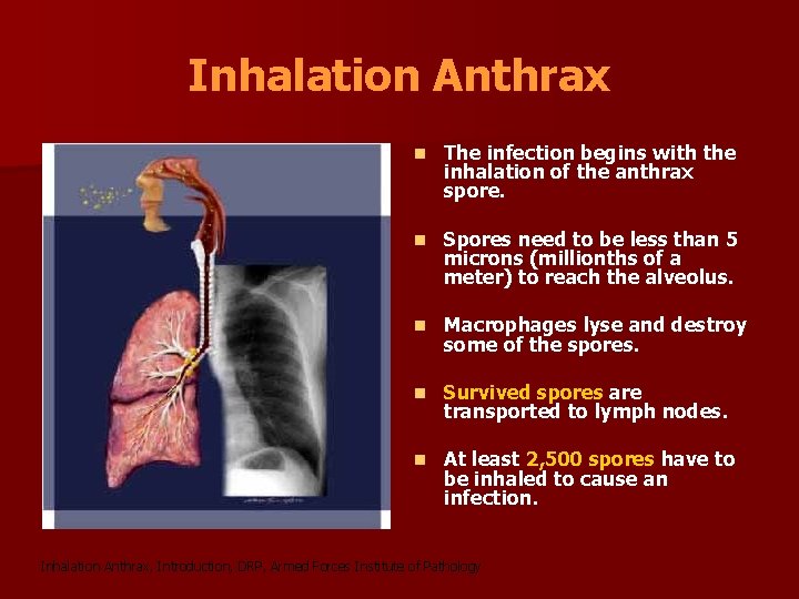 Inhalation Anthrax n The infection begins with the inhalation of the anthrax spore. n