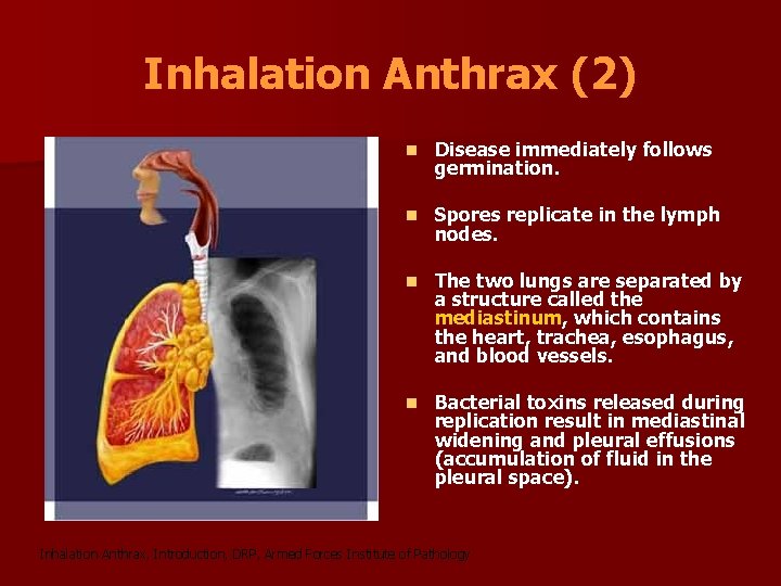 Inhalation Anthrax (2) n Disease immediately follows germination. n Spores replicate in the lymph