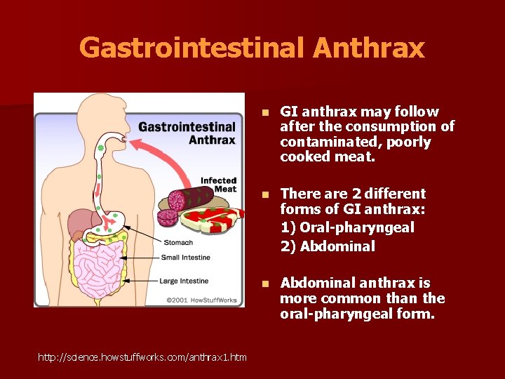 Gastrointestinal Anthrax http: //science. howstuffworks. com/anthrax 1. htm n GI anthrax may follow after