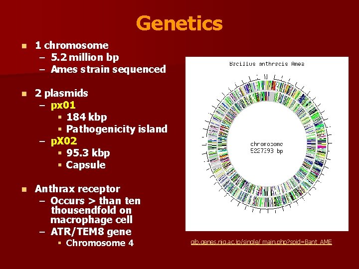 Genetics n 1 chromosome – 5. 2 million bp – Ames strain sequenced n