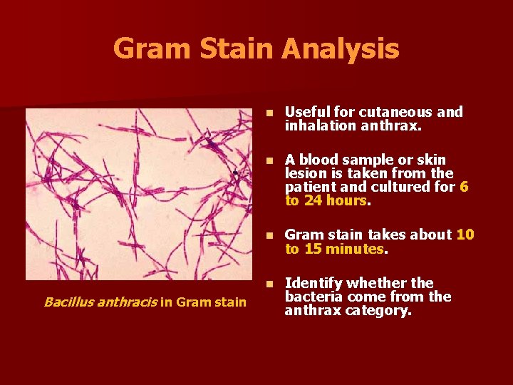 Gram Stain Analysis Bacillus anthracis in Gram stain n Useful for cutaneous and inhalation