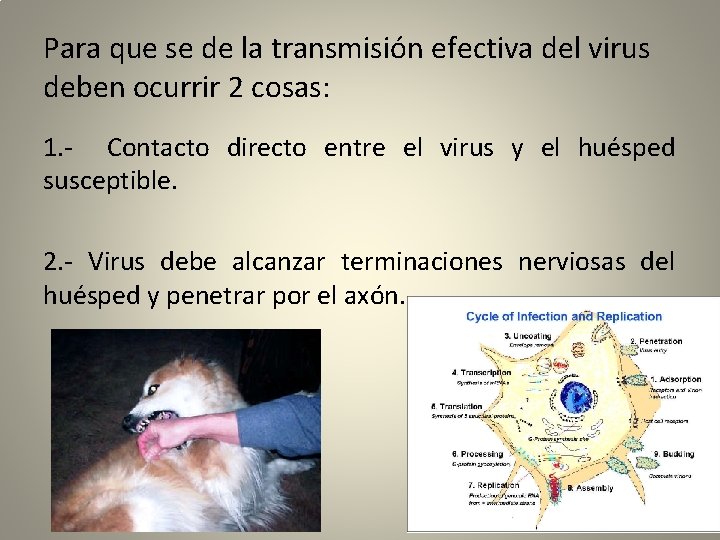 Para que se de la transmisión efectiva del virus deben ocurrir 2 cosas: 1.