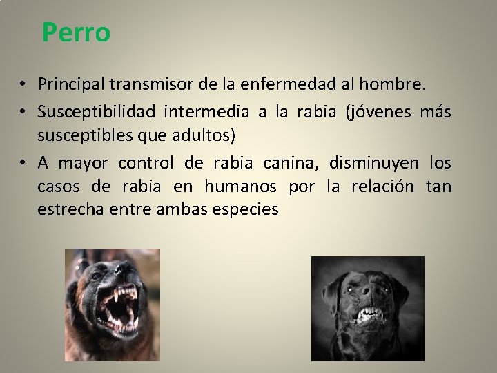 Perro • Principal transmisor de la enfermedad al hombre. • Susceptibilidad intermedia a la