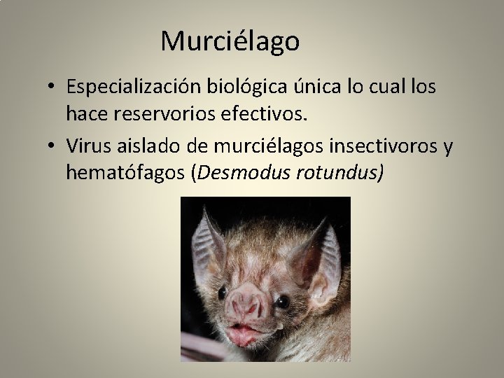 Murciélago • Especialización biológica única lo cual los hace reservorios efectivos. • Virus aislado