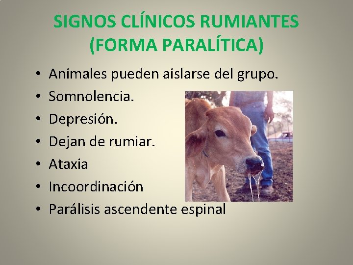 SIGNOS CLÍNICOS RUMIANTES (FORMA PARALÍTICA) • • Animales pueden aislarse del grupo. Somnolencia. Depresión.