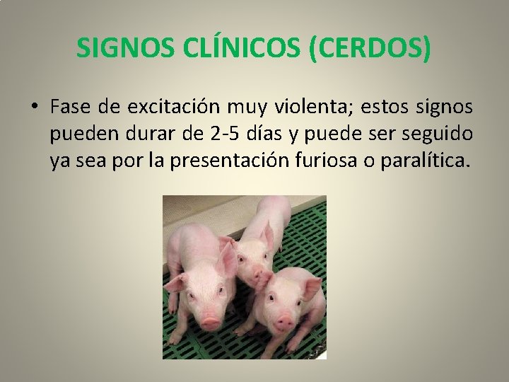 SIGNOS CLÍNICOS (CERDOS) • Fase de excitación muy violenta; estos signos pueden durar de