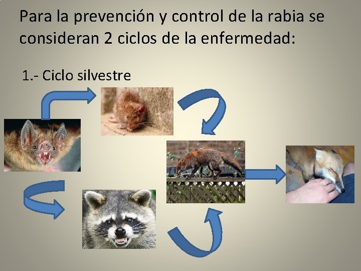 Para la prevención y control de la rabia se consideran 2 ciclos de la