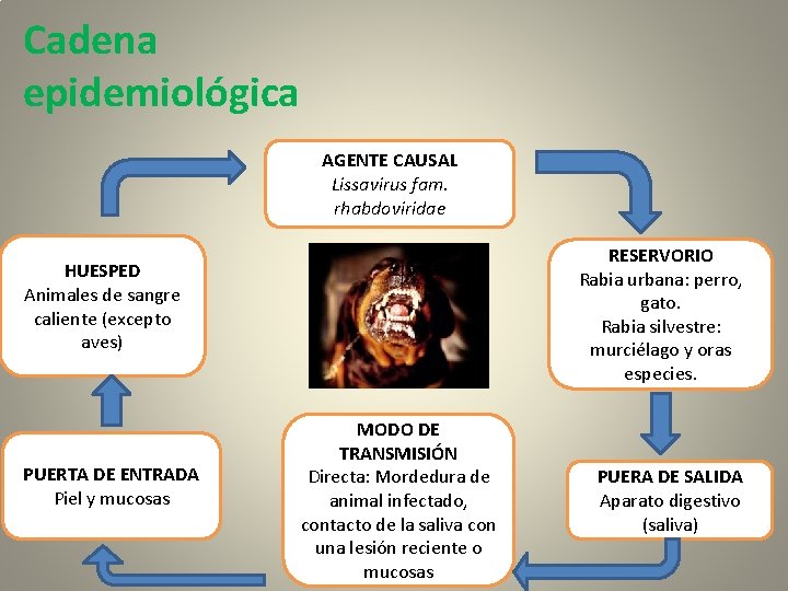 Cadena epidemiológica AGENTE CAUSAL Lissavirus fam. rhabdoviridae RESERVORIO Rabia urbana: perro, gato. Rabia silvestre: