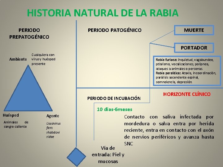 HISTORIA NATURAL DE LA RABIA PERIODO PREPATOGÉNICO PERIODO PATOGÉNICO MUERTE PORTADOR Ambiente Cualquiera con