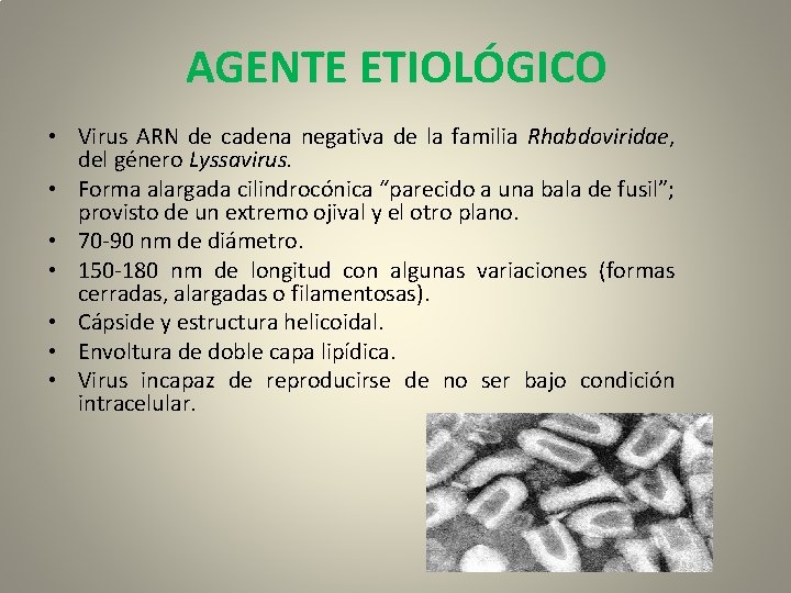 AGENTE ETIOLÓGICO • Virus ARN de cadena negativa de la familia Rhabdoviridae, del género