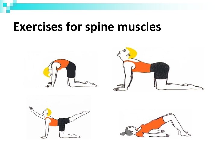 Exercises for spine muscles 