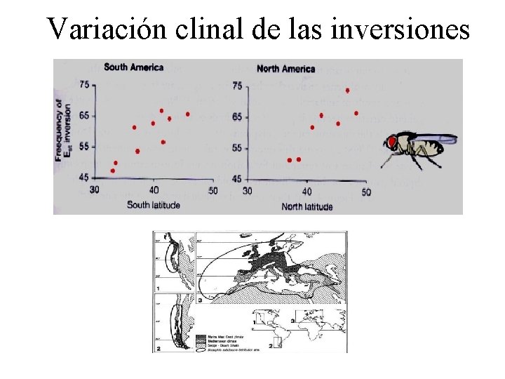 Variación clinal de las inversiones 