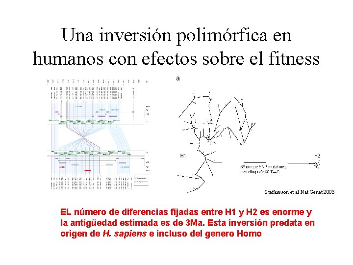 Una inversión polimórfica en humanos con efectos sobre el fitness Stefansson et al Nat