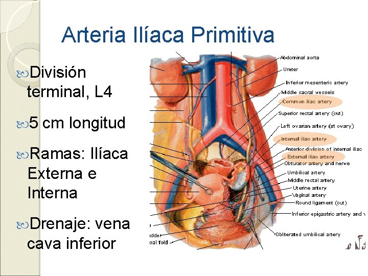 Arteria Ilíaca Primitiva División terminal, L 4 5 cm longitud Ramas: Ilíaca Externa e