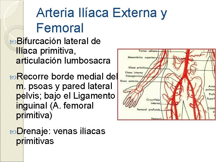 Arteria Ilíaca Externa y Femoral Bifurcación lateral de Ilíaca primitiva, articulación lumbosacra Recorre borde