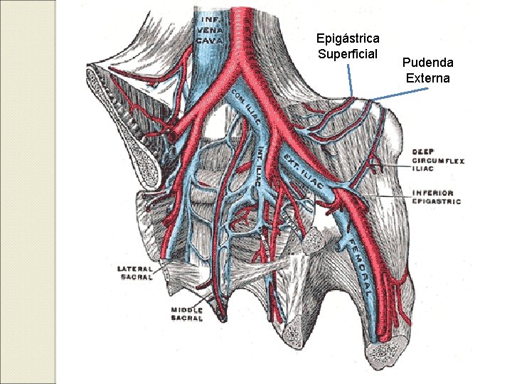 Epigástrica Superficial Pudenda Externa 