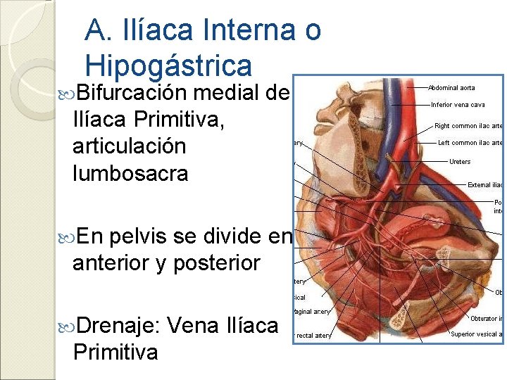 A. Ilíaca Interna o Hipogástrica Bifurcación medial de Ilíaca Primitiva, articulación lumbosacra En pelvis