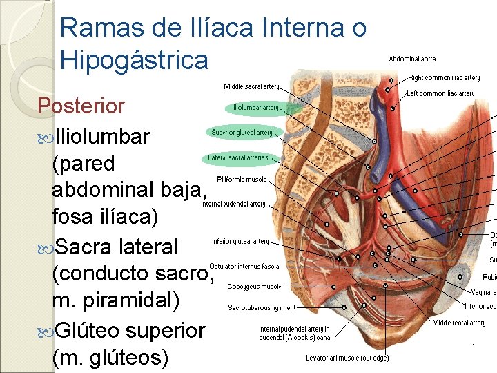 Ramas de Ilíaca Interna o Hipogástrica Posterior Iliolumbar (pared abdominal baja, fosa ilíaca) Sacra