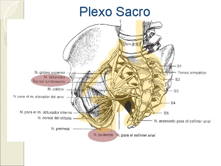 Plexo Sacro 