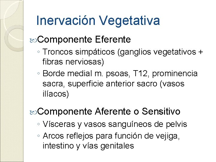 Inervación Vegetativa Componente Eferente ◦ Troncos simpáticos (ganglios vegetativos + fibras nerviosas) ◦ Borde