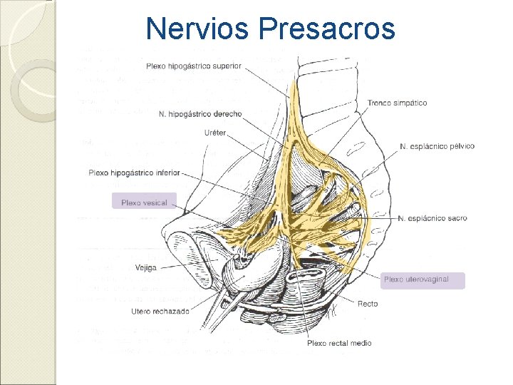 Nervios Presacros 