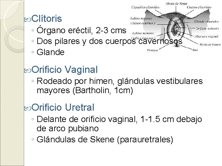  Clítoris ◦ Órgano eréctil, 2 -3 cms ◦ Dos pilares y dos cuerpos