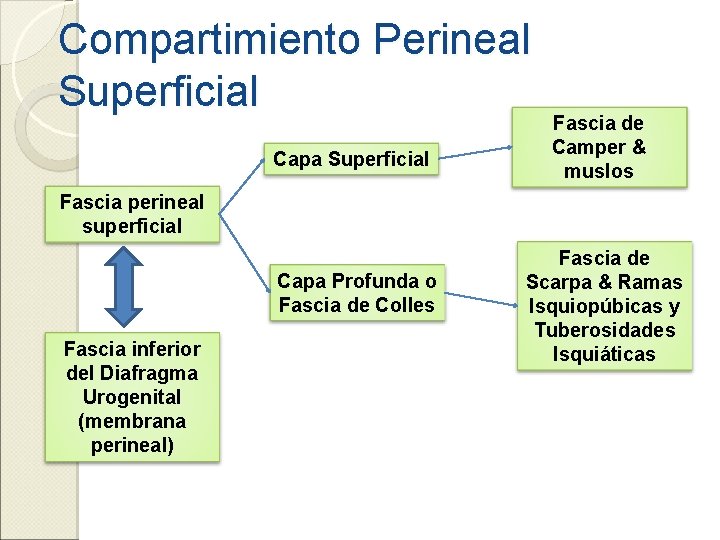 Compartimiento Perineal Superficial Capa Superficial Fascia de Camper & muslos Fascia perineal superficial Capa